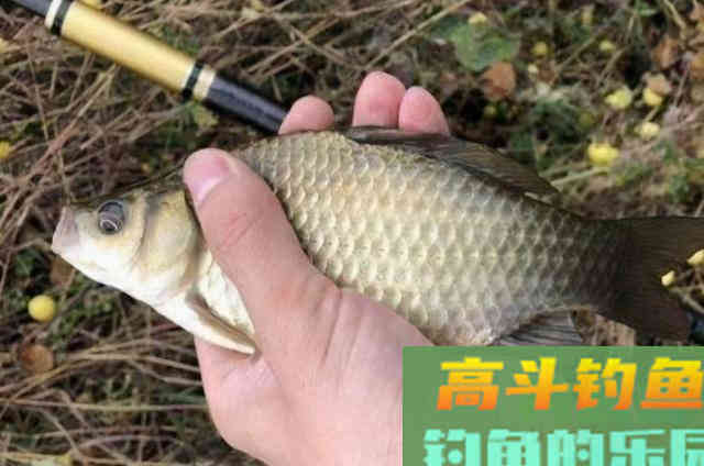 老司机道破打完窝后，半天都没鱼咬钩的原因