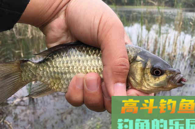 钓着钓着就没口了，老钓手：那是你没按套路出牌