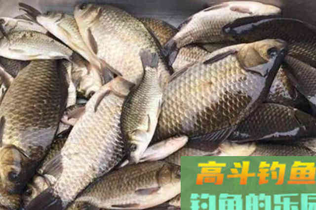 自从换用这特效鲫鱼饵，一根竿子都忙不过来