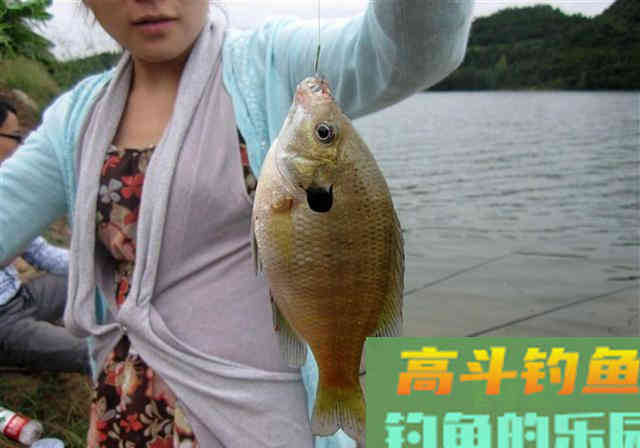 鱼总咬上钩，是因为下钩陷入酱层？钓钝就是新手？别被忽悠了