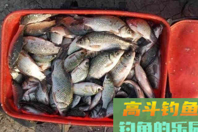 原来用这饵来“治服”大板鲫，手感好到没话说