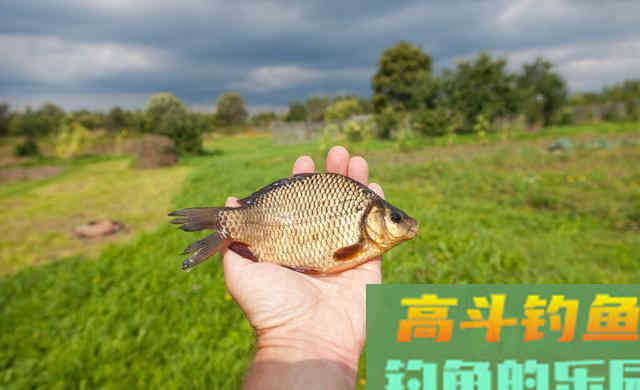 钓鲫鱼绝佳的饵料配方分享，香气四溢招鱼入窝