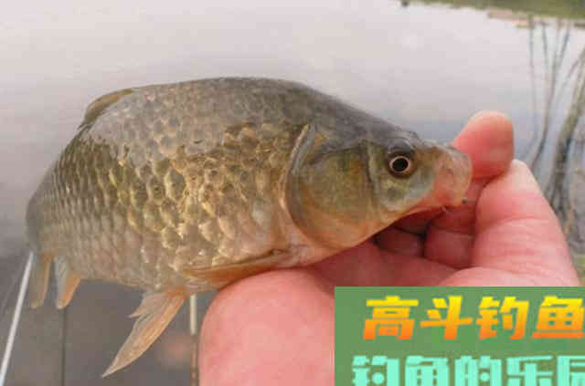 自从用这特效鲫鱼窝料，隔三差五就想钓，特过瘾