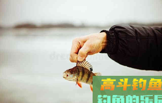 冬天钓鱼，如何快速诱鱼？这样打窝，效果杠杠滴