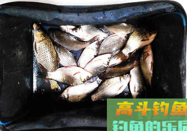 别不信，这5种零食，也能拿来钓鱼