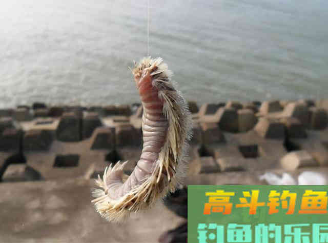沙蚕这样用，专门钓淡水鱼，连杆爆护一点不难