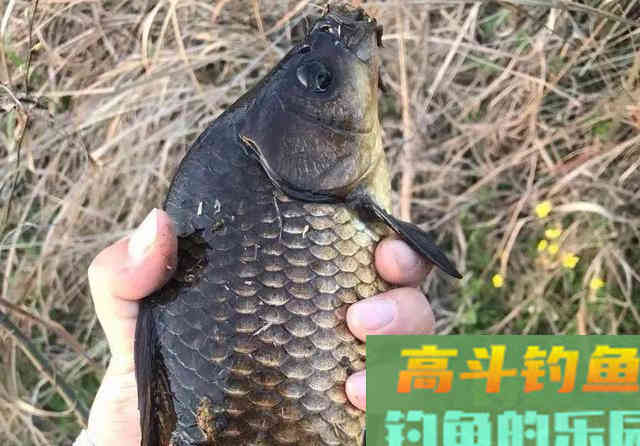 几百一瓶的小药水，真能帮你多钓鱼吗