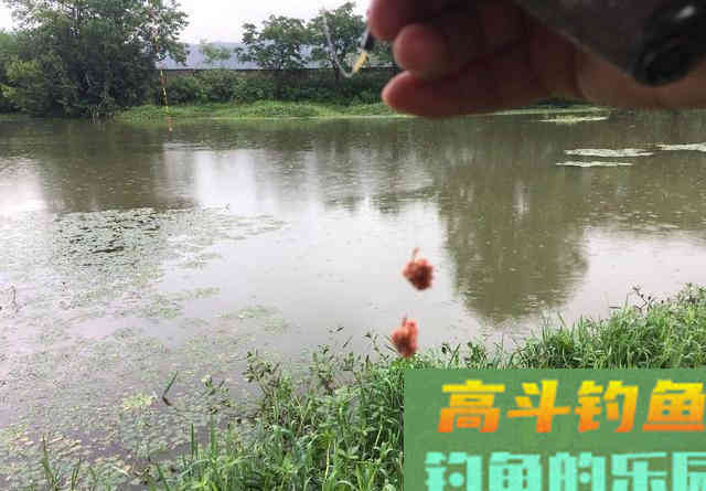 别怪我没提醒你，饵料味道太重反而会出问题