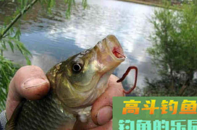 蚯蚓饵很难钓上大板鲫？按我说的用，爆护