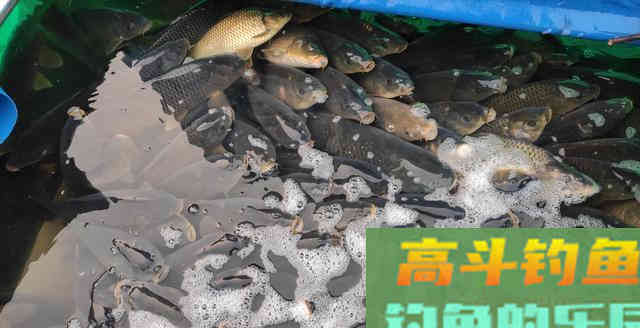 单一用饵是你空军的核心！开饵思路稍作调整