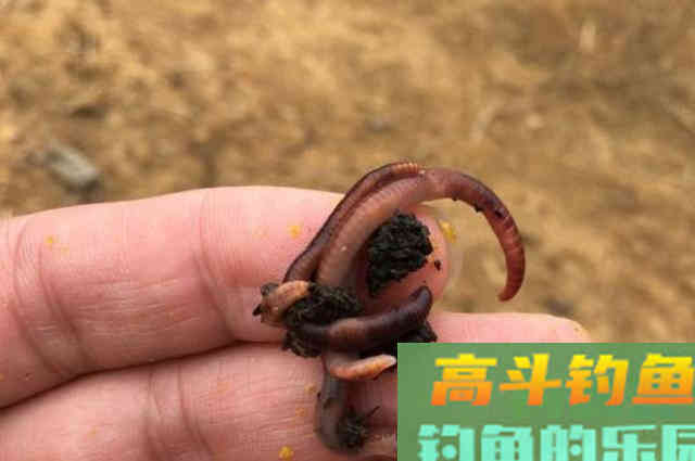 蚯蚓饵直接挂钩？太浪费了，试试这特色用法