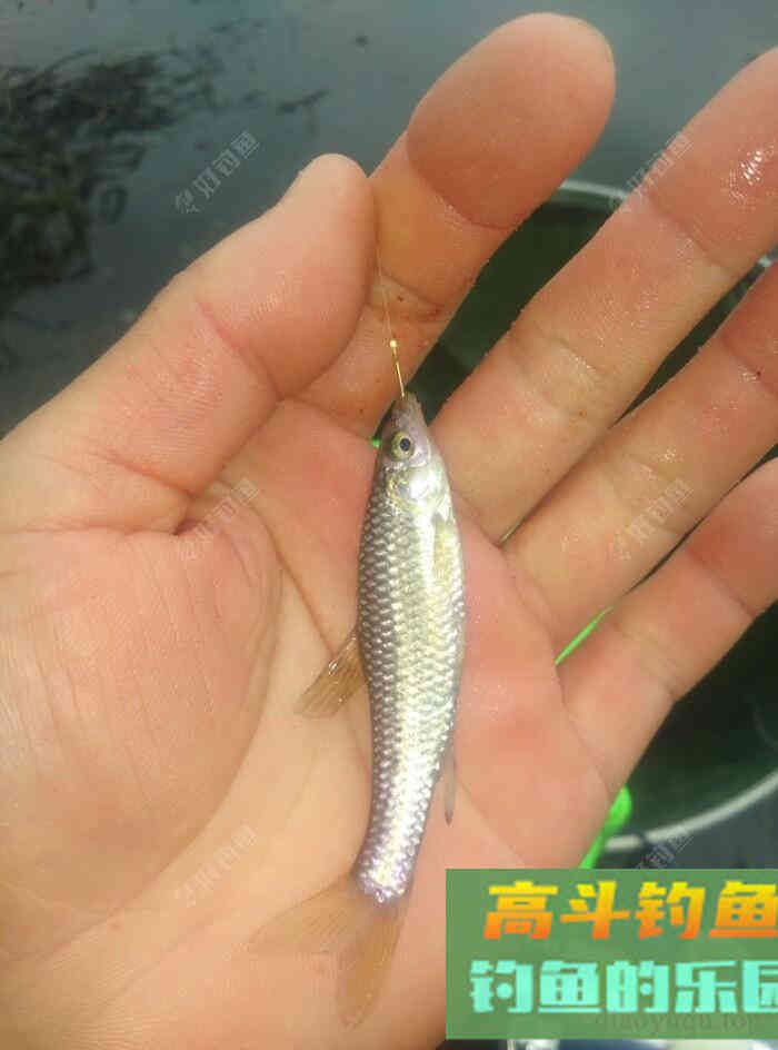 [春季放流]江湖猎人饵料，果然名不虚传