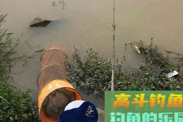钓着钓着就没口了，老钓手：那是你没按套路出牌