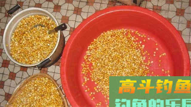 掌握泡和煮，加工出来的玉米，不愁大鱼不进窝