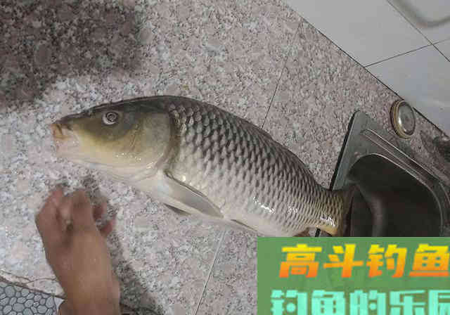 两用型窝料配方分享，针对鲤鱼和草鱼，可打窝可钓鱼