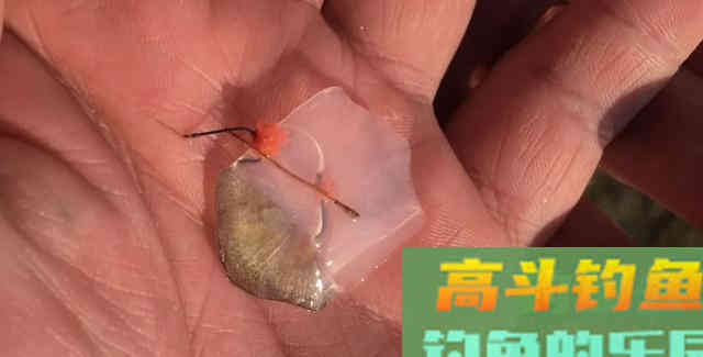 窝中来了大鱼，这几个坏习惯要改改
