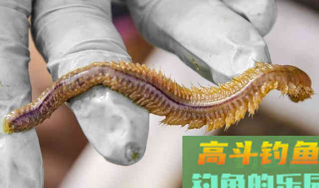 沙蚕这样用，专门钓淡水鱼，连杆爆护一点不难