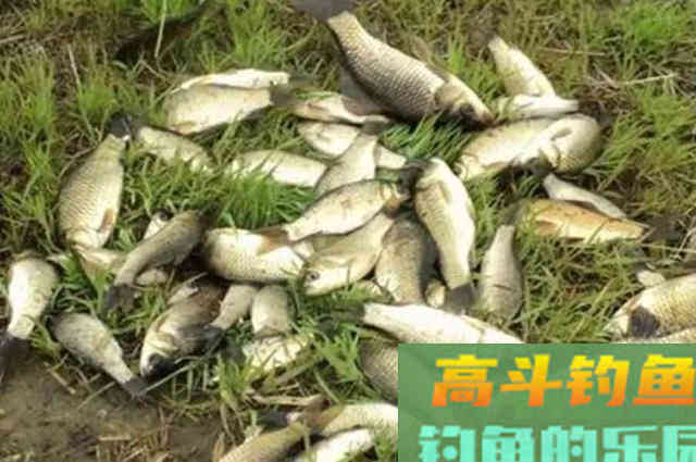 自从换用这自制饵，热天钓鲫连杆