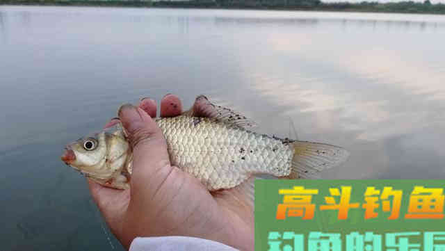 这七种抓口时机，很多老钓友都不知道