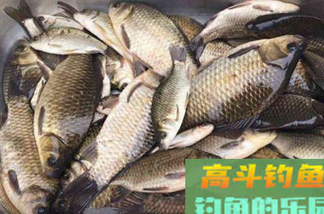 对付大板鲫我从不心软，这饵连用了二十余年