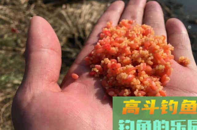 钓着钓着就没口了，老钓手：那是你没按套路出牌