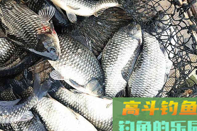 低成本自制冬季钓鱼饵料，自己动手不用花钱买了