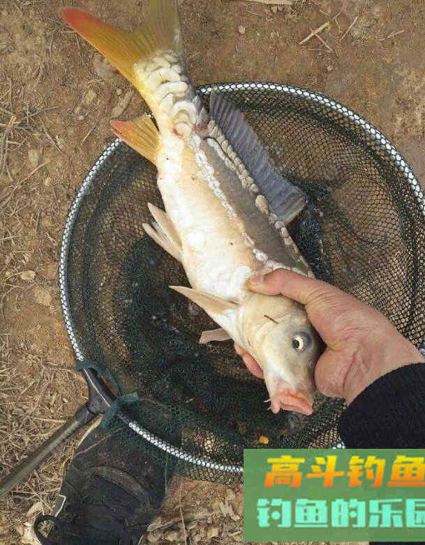 鲤鱼几月份开口吃玉米?我来告诉你 鲤鱼几月份开口吃玉米?我来告诉你