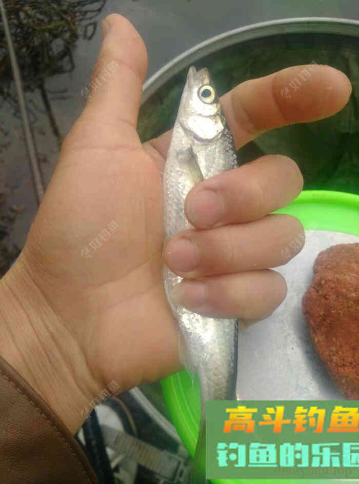 [春季放流]江湖猎人饵料，果然名不虚传