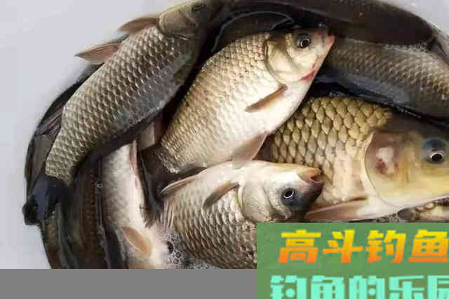 一见走水就不想钓？别傻了，按以下方法调整调整