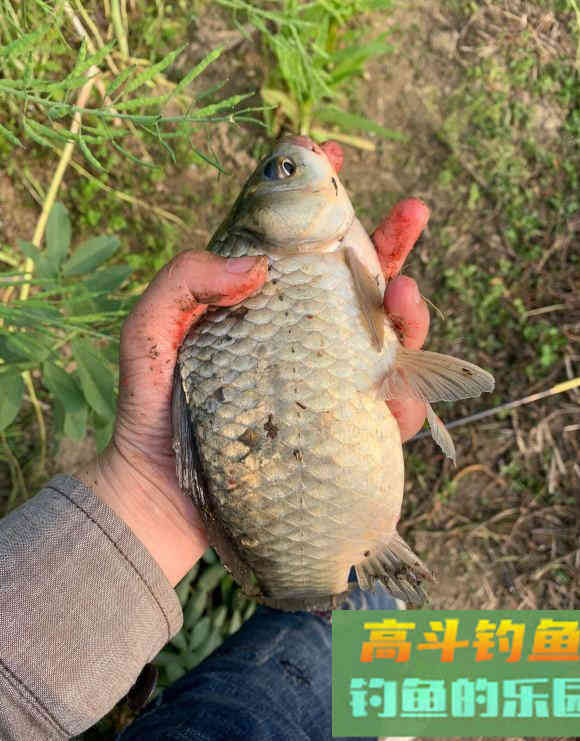 常见几种鱼抓顿口时机把握