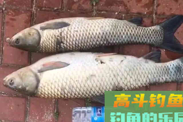 气温一高，玉米饵就火了，不知这些技巧妄想爆护