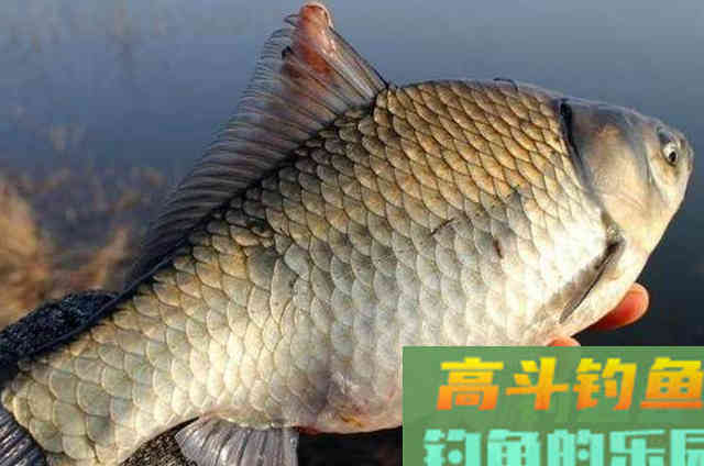 对付大板鲫我从不心软，这饵连用了二十余年