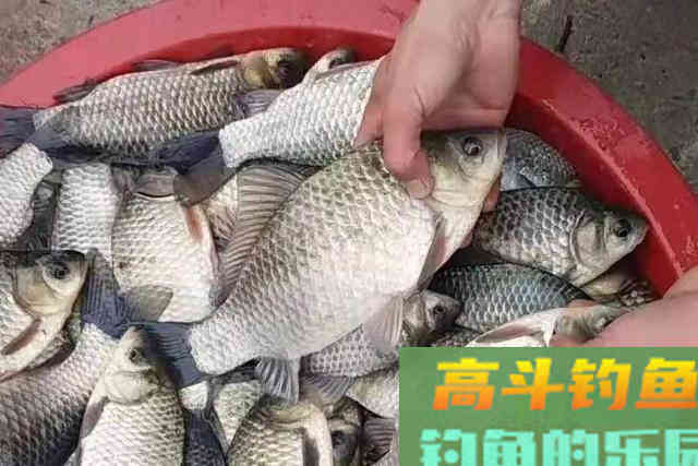 鲫鲤鱼好钓有诀窍，换用这特效饵，上鱼又快又狠