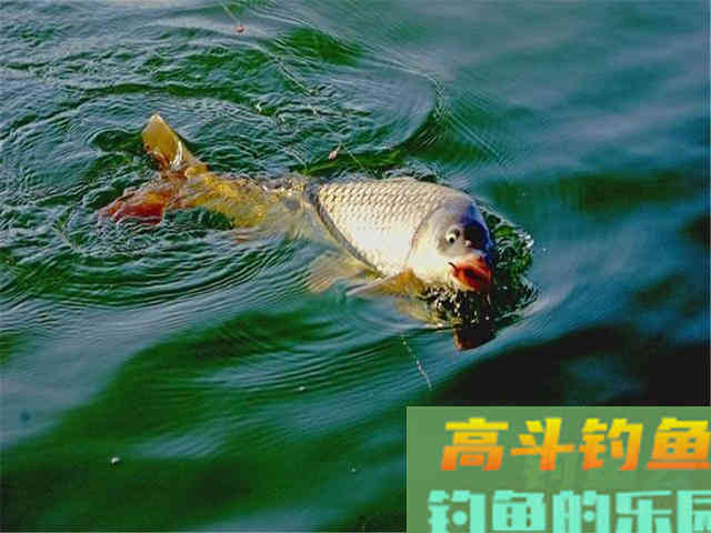 这几个迹象出现时，说明大鱼已经进窝了