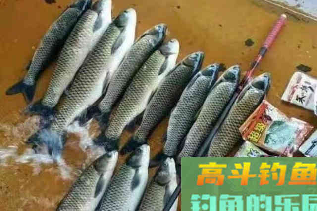 草鱼再大也得乖乖上钩，原来这饵才是连竿的秘诀