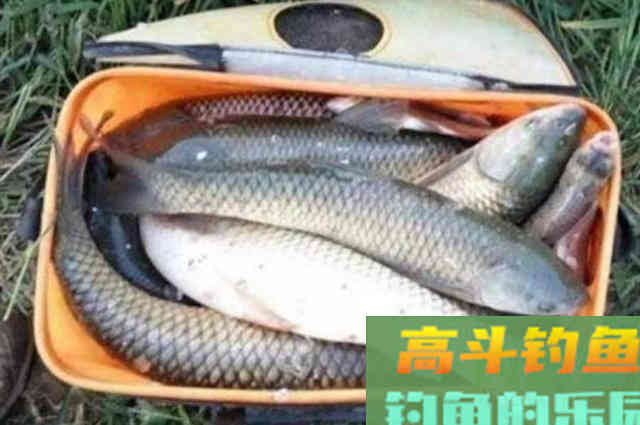 草鱼再大也受不了这饵料的诱惑