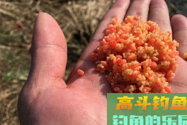 冬天无论在哪钓，只要换用这诱鱼八字诀，上鱼速度快