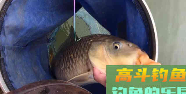 鲤鱼很爱吃的花生枯,这样使用效果更好 鲤鱼很爱吃的花生枯,这样使用效果更好