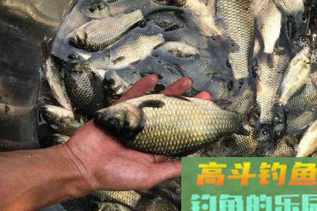 试过才知，这3种开饵水非同一般，连老钓手都拍手叫好