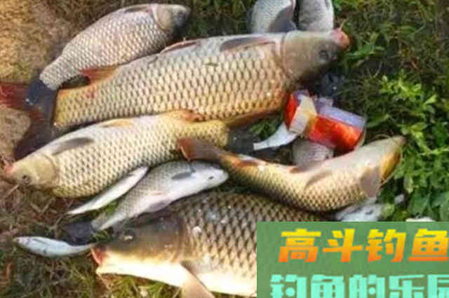 钓了30多年鲫鲤鱼，只服这套饵料用法
