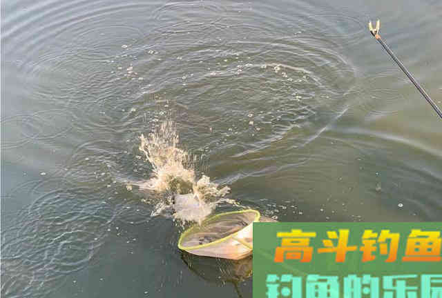 新手学钓鱼，应该要知道的5个真相
