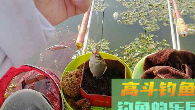 这七种抓口时机，很多老钓友都不知道