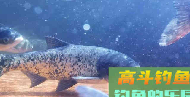 暖春为啥鱼难钓?钓鱼高手:钩和鱼不在一个水层 暖春为啥鱼难钓?钓鱼高手:钩和鱼不在一个水层