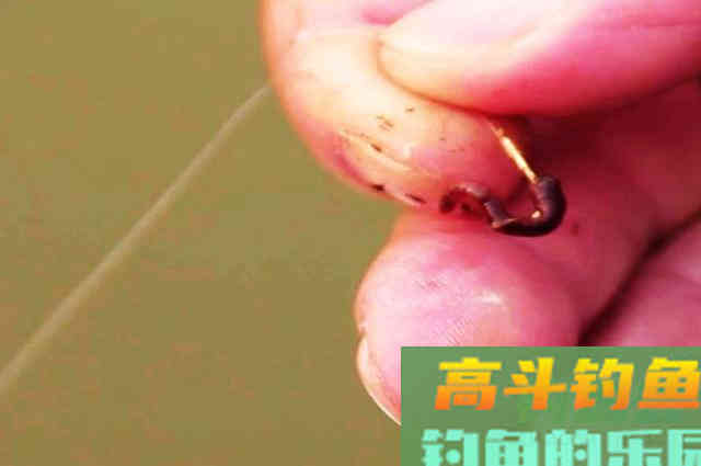 蚯蚓钓鱼，别人爆护你“白板”！学会通杀型挂法