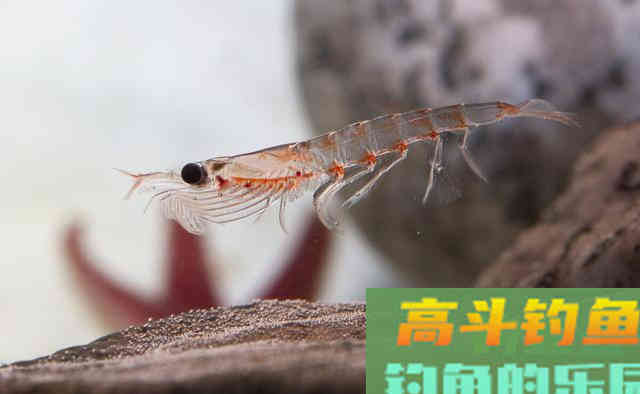 二十年的垂钓生涯三年的职业钓手，得出爆护的饵料离不开四个要素