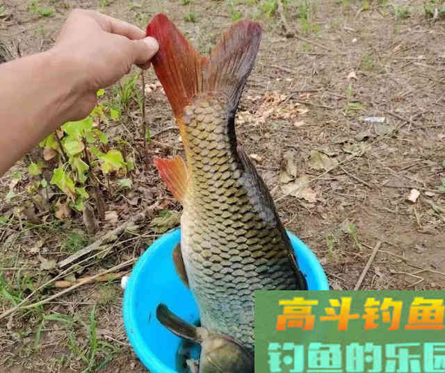 新手学钓鱼，应该要知道的5个真相