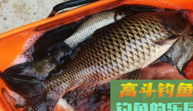 同样都是钓鱼，为何专业钓鱼人，不如三农钓鱼人渔获多