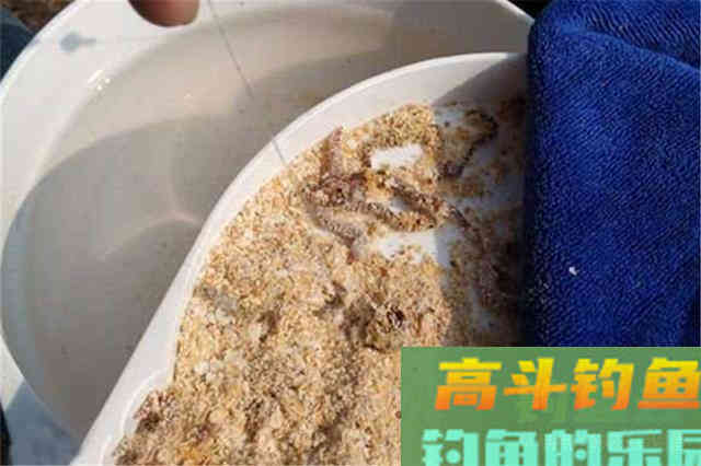 同样是蚯蚓做饵料，为何收获的差异巨大