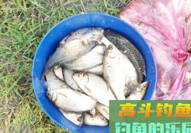 钓友突发奇想，用3000一斤的“臭丸虫”钓鱼