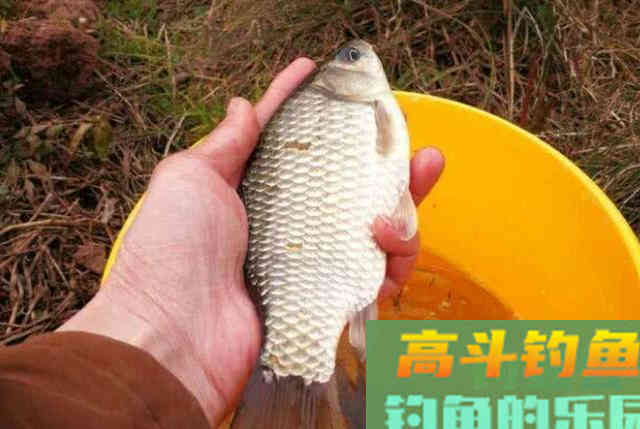 刚立冬，我就用这特效鲫鱼饵，简单又实用